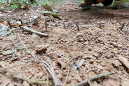 Pháp luật - Cài chông, bắn súng hơi vào cán bộ để ngăn kiểm tra lấn chiếm rừng