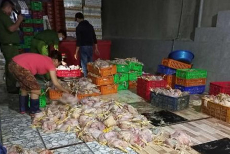 Thu mua gà chết 4.000đ/kg về làm sạch đem bán