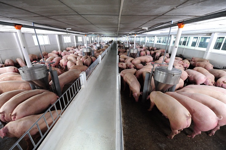 Giá lợn hơi hôm nay giảm từ 1-3 nghìn đồng/kg.