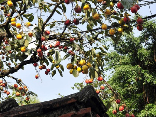 Thị trường - Tiêu dùng - Giữ lại cây hồng cổ gần 200 năm tuổi, người phụ nữ ở vùng đất cố đô có thêm thu nhập lớn từ dịch vụ "check-in"