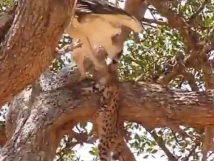 Media - Đại bàng bị báo đốm "đuổi cùng giết tận"