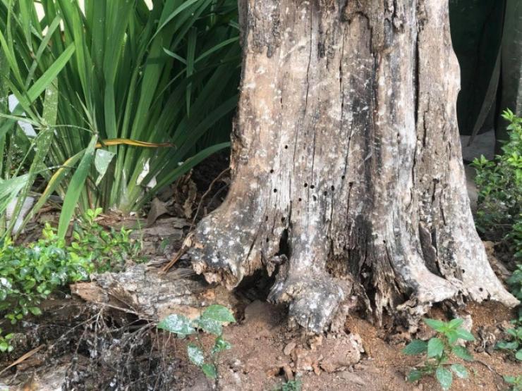 Loạt cây xanh chết trên đường phố Hà Nội nghi do đầu độc