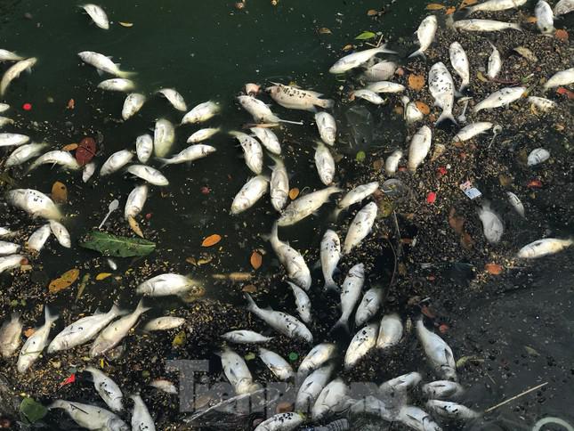 Cá chết trôi dạt vào bờ hồ Tây ven phố Vệ Hồ ngày 18/11. Ảnh: Trường Phong