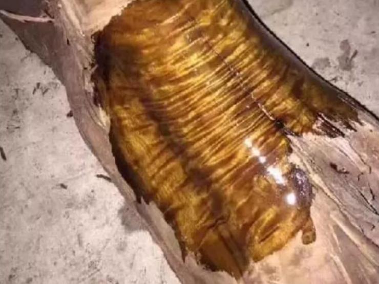 Thị trường - Tiêu dùng - Cây gỗ "nhả tơ vàng" giá ước tính bạc tỉ, vì sao không ai chịu trồng?