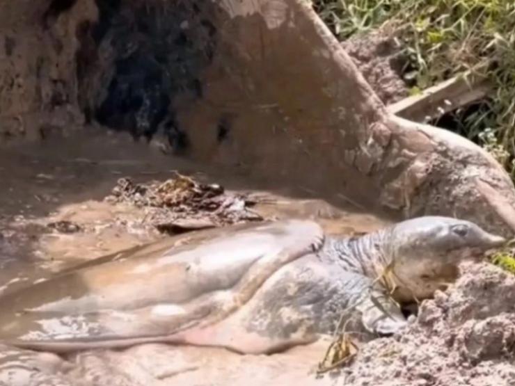 Thị trường - Tiêu dùng - Nạo vét ao nhà bắt được “cụ ba ba”, đem bán hét giá hơn trăm triệu