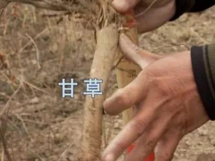 Thị trường - Tiêu dùng - Đào thứ này để nuôi dê, thu tiền tỉ/năm dễ như chơi