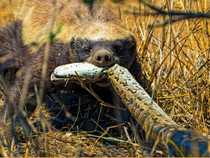 Media - Lửng mật hung dữ tấn công báo đốm, hạ sát trăn "khủng"