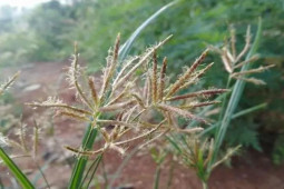 Thị trường - Tiêu dùng - Tinh mắt mới nhận ra thứ cỏ dại chứa "mỏ vàng" trong rễ