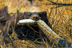 Media - Lửng mật hung dữ tấn công báo đốm, hạ sát trăn "khủng"