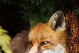 Sức khỏe đời sống - Tìm thấy ký sinh trùng phá huỷ gan có thể lây sang người