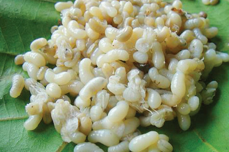 Món súp trứng kiến của người Lào có mùi kỳ lạ, du khách không dám ăn - 2