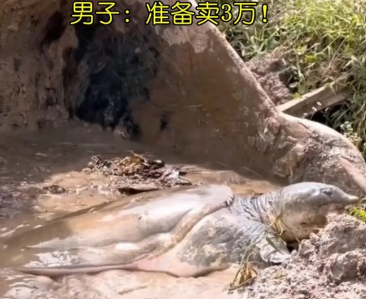 Nạo vét ao nhà bắt được “cụ ba ba”, đem bán hét giá hơn trăm triệu - 2