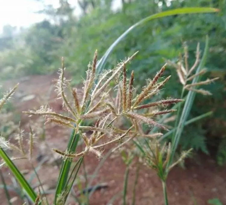 Tinh mắt mới nhận ra thứ cỏ dại chứa "mỏ vàng" trong rễ - 2