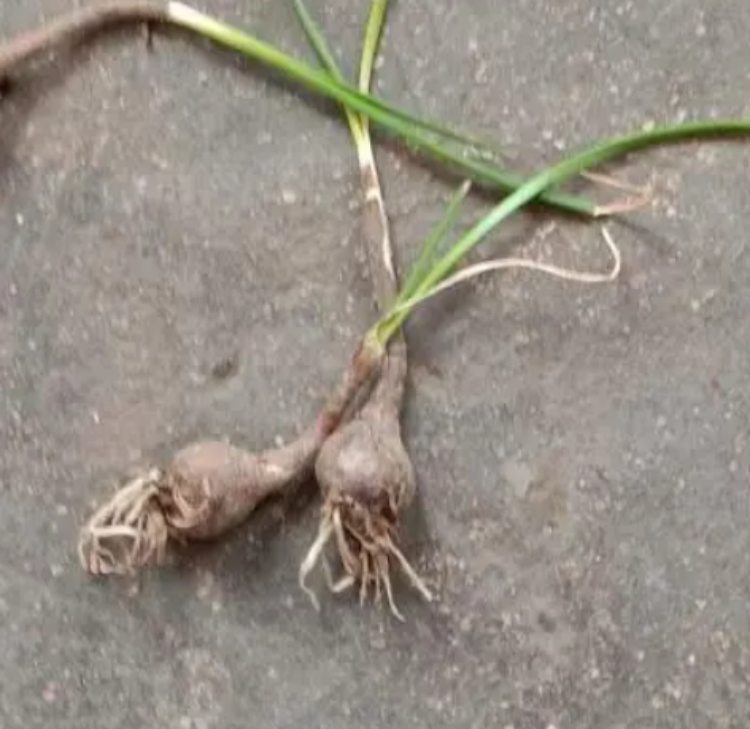 Tinh mắt mới nhận ra thứ cỏ dại chứa "mỏ vàng" trong rễ - 3