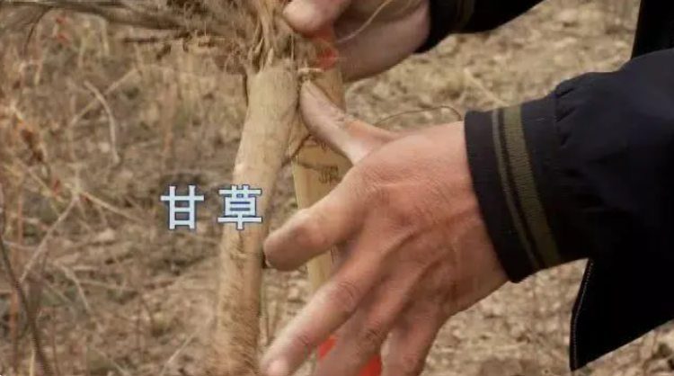 Đào thứ này để nuôi dê, thu tiền tỉ/năm dễ như chơi - 2
