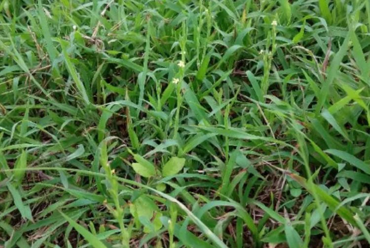 Đem thứ hiếm có này đi phơi khô, bán 3 triệu/kg vẫn ùn ùn người mua - 2