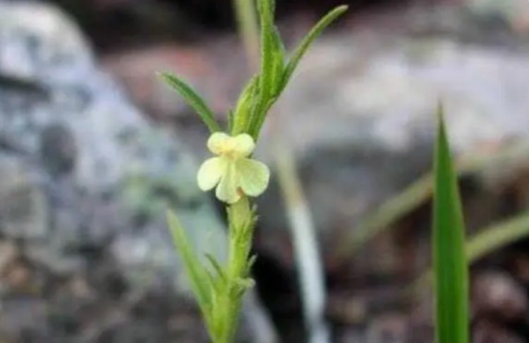 Đem thứ hiếm có này đi phơi khô, bán 3 triệu/kg vẫn ùn ùn người mua - 1