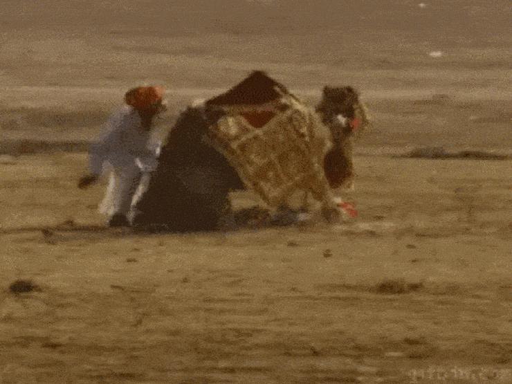 Tranh vui - Tình huống dở khóc dở cười khi nhiều người bị động vật "truy sát" bất ngờ