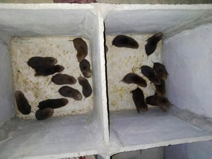 9x nuôi loại chuột ăn tre, cứ hơn 3 tháng đút túi ngay hơn triệu đồng/cặp