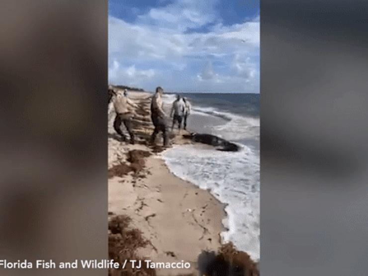 Video: Người đi bộ trên bãi biển sửng sốt phát hiện cá sấu nước ngọt dài gần 4 mét