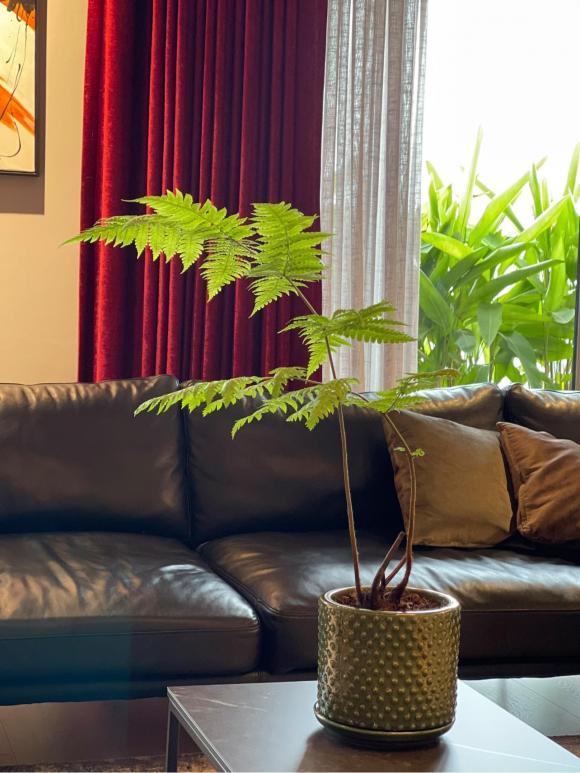 Mãn nhãn với không gian ngập sắc xanh trong penthouse đẳng cấp của vợ chồng MC Thành Trung - 1