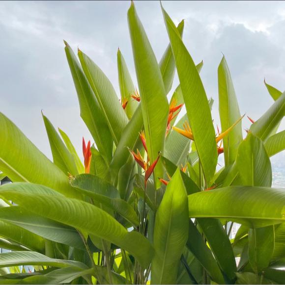 Có đủ loại cây xanh, cây cảnh từ phía trong
cho đến ban công căn penthouse của gia đình nam MC