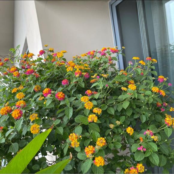 Mãn nhãn với không gian ngập sắc xanh trong penthouse đẳng cấp của vợ chồng MC Thành Trung - 2