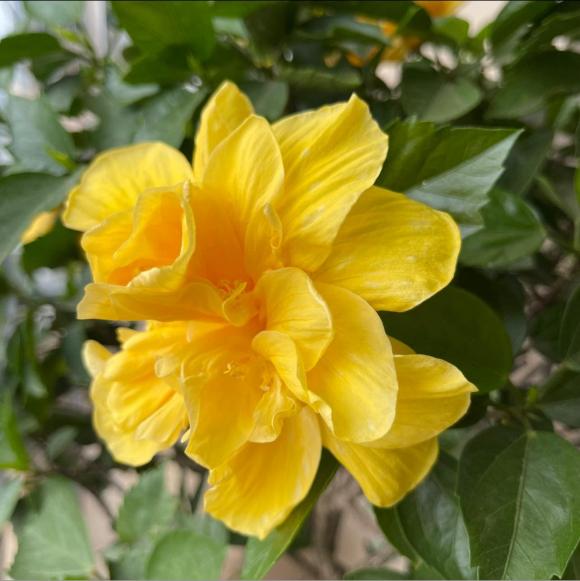 Mãn nhãn với không gian ngập sắc xanh trong penthouse đẳng cấp của vợ chồng MC Thành Trung - 3