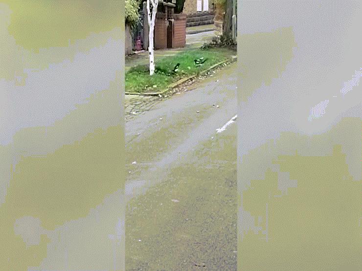 Phi thường - kỳ quặc - Video: Cuộc chiến "nảy lửa" giữa chuột với 2 con chim và cái kết bất ngờ