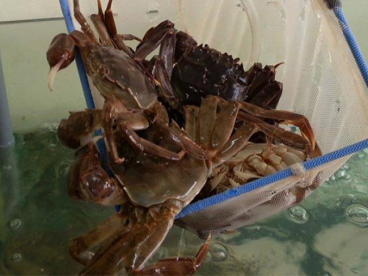 Thị trường - Tiêu dùng - Loài cua ở quê có tên gọi rất lạ, xưa giá rẻ nay thành đặc sản giá 400.000 đồng/kg