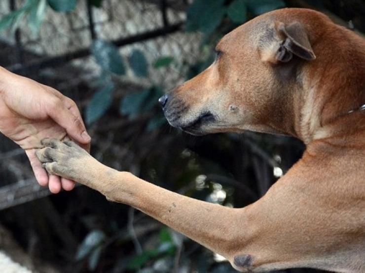 Loại chó của Việt Nam nằm trong top đắt nhất thế giới