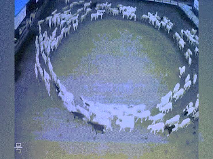 Video: Kỳ lạ đàn cừu đi vòng tròn 14 ngày ở Trung Quốc