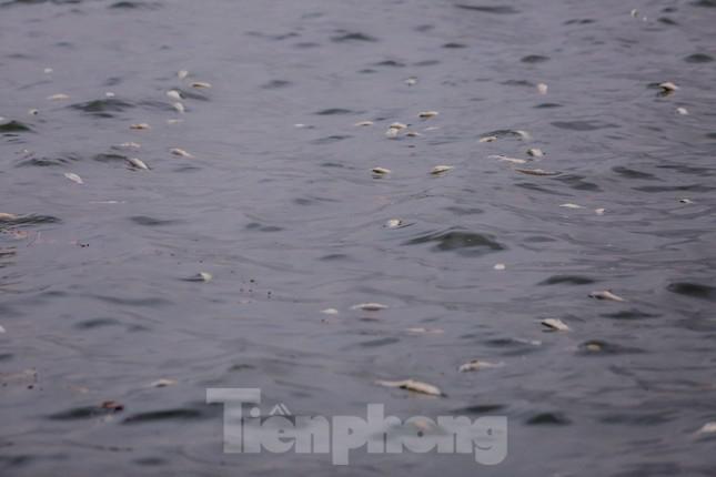 Hà Nội: Huy động thêm ca nô sục nước, vớt cá chết ở hồ Tây - 1