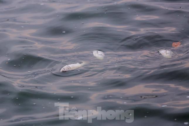 Hà Nội: Huy động thêm ca nô sục nước, vớt cá chết ở hồ Tây - 10