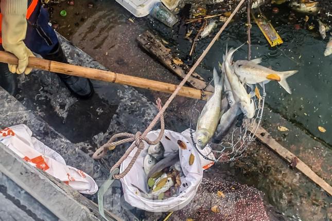 Hà Nội: Huy động thêm ca nô sục nước, vớt cá chết ở hồ Tây - 8