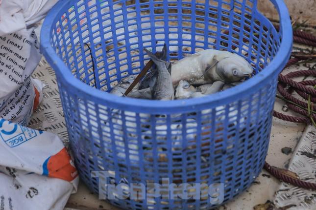 Hà Nội: Huy động thêm ca nô sục nước, vớt cá chết ở hồ Tây - 6