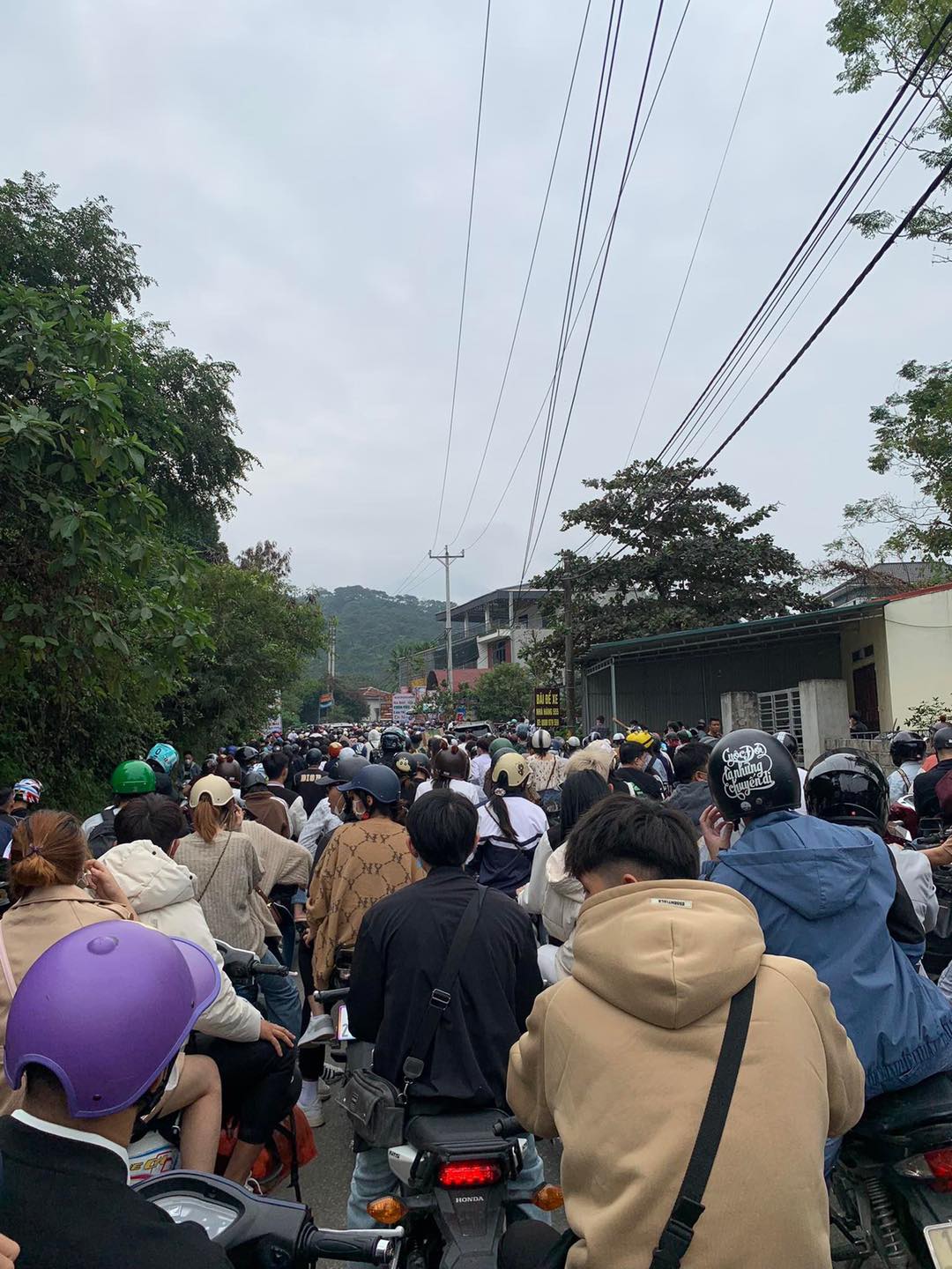 Các phương tiện đổ về Vườn quốc gia Ba Vì ngắm hoa dã quỳ.