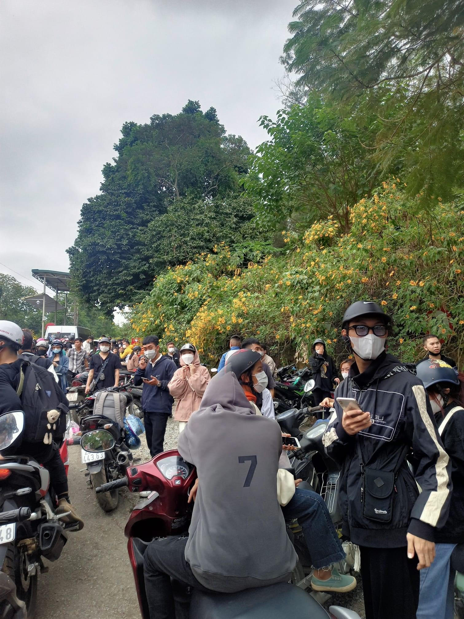 Hàng nghìn người đến ngắm hoa dã quỳ, Vườn quốc gia Ba Vì tắc từ sáng đến chiều - 3