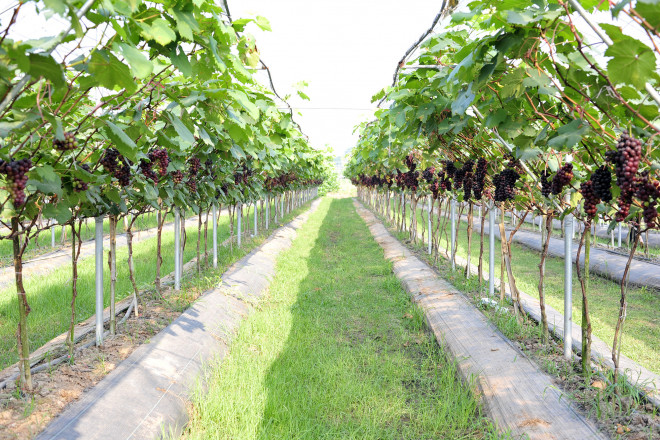 Một góc vườn nho Hạ đen ở huyện Hoa Lư, tỉnh Ninh Bình đang gây sốt trên mạng xã hội những ngày qua.