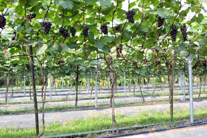 Được biết, vườn nho Hạ đen này bắt đầu được trồng vào tháng 3/2022, được chăm sóc đảm bảo quy trình kỹ thuật, ứng dụng một số công nghệ cao như trồng trong nhà lưới, hệ thống tưới tiết kiệm, luống phủ bạt đen, công nghệ giàn chữ Y…