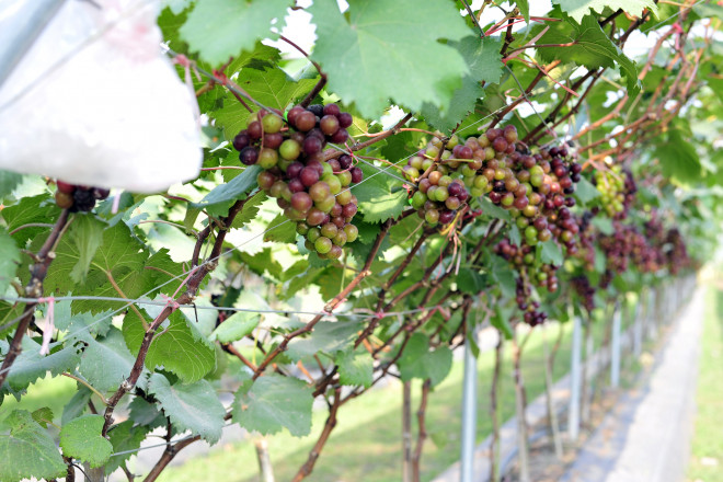 Dù mới trồng được khoảng 8 tháng nhưng vườn nho này cho quả đồng đều, mỗi cây có 8 – 10 chùm quả với năng suất trung bình khoảng 1-1,2kg/cây.