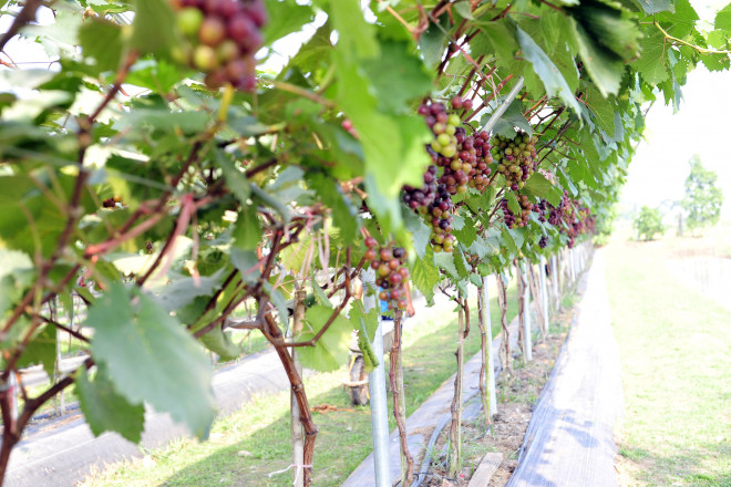 Với diện tích 3.000m2, vườn nho Hạ đen này ước đạt sản lượng khoảng 1 - 1,2 tấn, nếu nhân với giá bán thị trường hiện tại từ 120.000 - 130.000 đồng/kg, vườn nho này ước đạt khoảng hơn 130 triệu đồng.