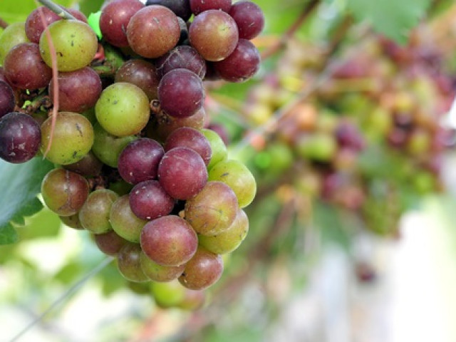 Thị trường - Tiêu dùng - Choáng ngợp vườn nho Hạ đen sai trĩu quả cho lợi nhuận hàng trăm triệu đồng mỗi năm