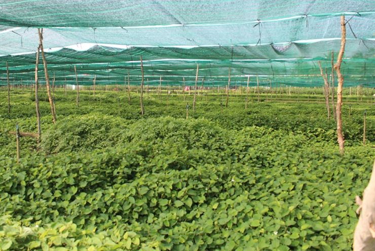 Tại huyện Châu Thành, tỉnh Tiền Giang, rau diếp cá từ ruộng được bán với giá từ 17.000 - 20.000 đồng/kg. Với mức giá này mỗi ha cho lãi hơn 300 triệu đồng/năm.
