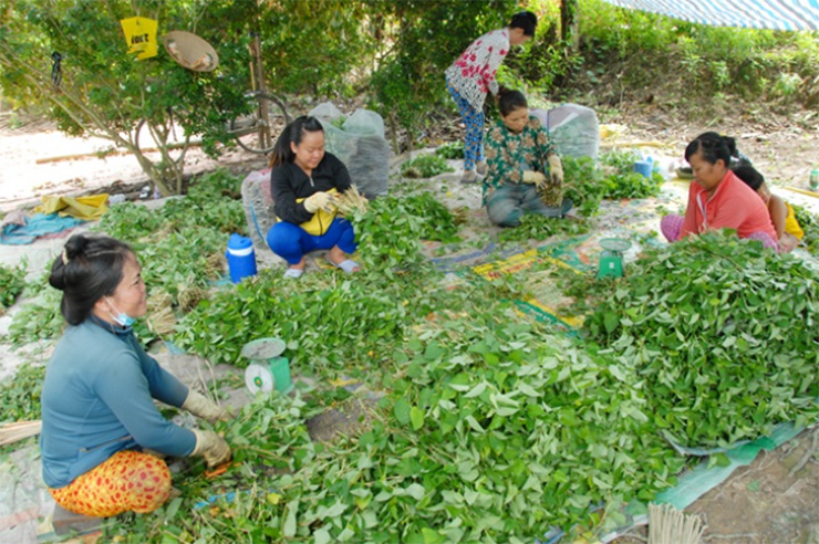 Người dân ở Châu Thành chia sẻ đây là loại rau màu dễ trồng, năng suất cao và thị trường tiêu thụ mạnh
