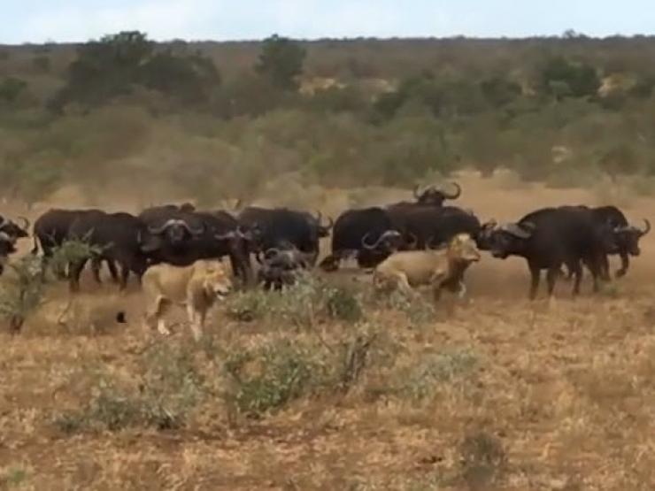 Media - Trâu rừng "kéo quân" truy sát 2 con sư tử cứu đồng loại ở "cửa tử"