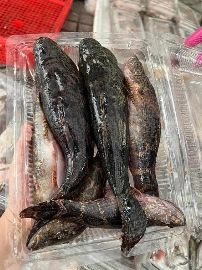 Cá bống tượng xưa không ai ăn, giờ thành đặc sản được bán với giá cao