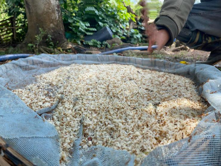 Đi lấy loại trứng bé như đầu tăm, kiếm nửa triệu 1 ngày ”ngon ơ”