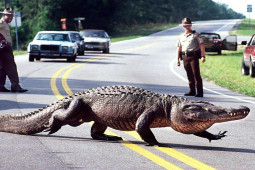 Media - Hãi hùng với cảnh cá sấu, trăn khủng "bỏ rừng xuống phố" đi dạo