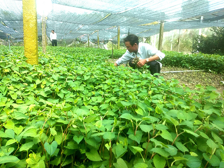 Rau diếp cá trồng từ 30-40 ngày là có thể cho thu hoạch
